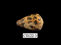 藏品(葉斑芋螺)的圖片